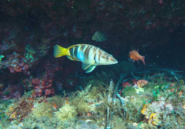 Guido and Carrara family