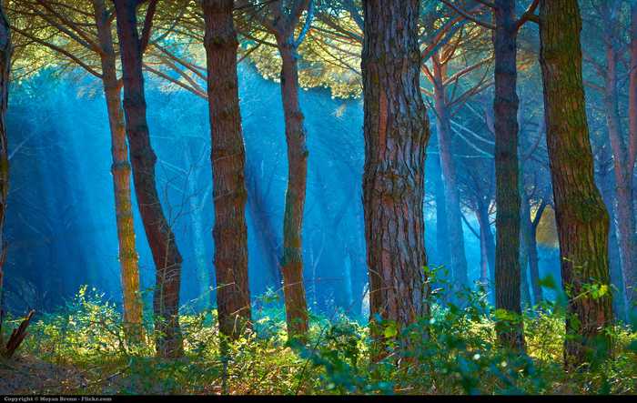 Moyan Brenn from Italy