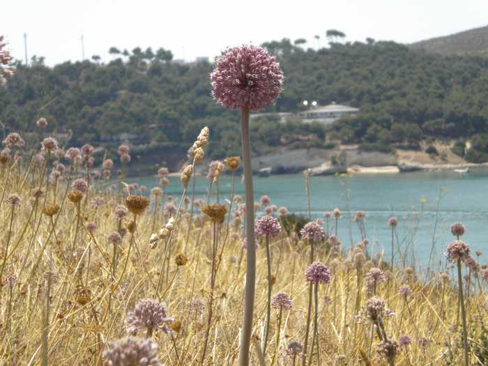 ildirettore