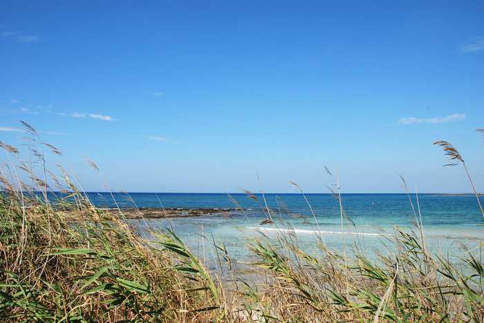 YellowCat from Roma Italy